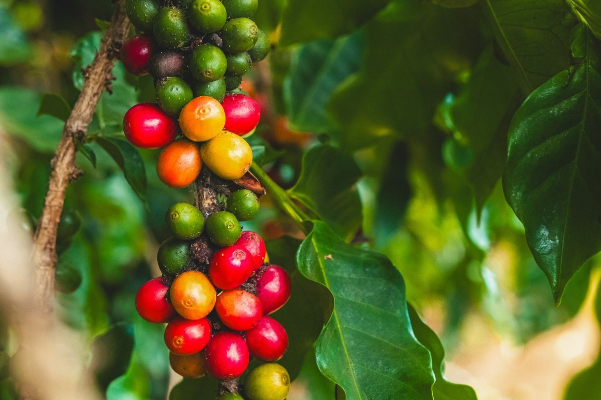 A cluster of ripening coffee cherries — red, orange, and green on a single branch