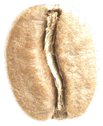 Blanco Blonde roast bean
