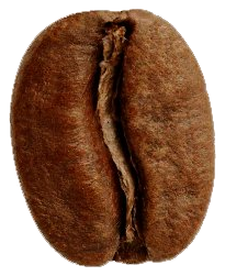 French roast bean