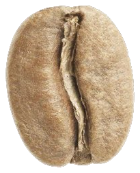 Medium roast bean